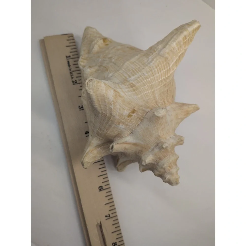 🏖️Large Vintage Pink-Lipped Murex Sea Shell Natural Ocean‎ Beach Coastal Decor